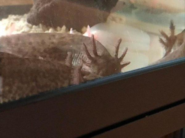 Image 2 of X1 AXOLOTL, Wild available only, heathy, 1 year old, 3 left