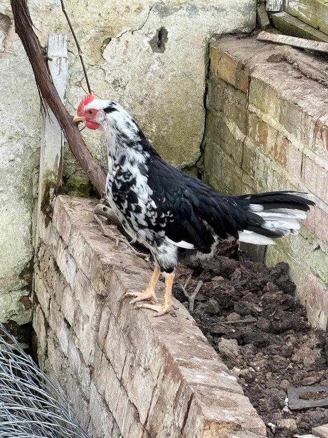 Preview of the first image of 5x Pure Exchequer leghorn cockerels for sale.