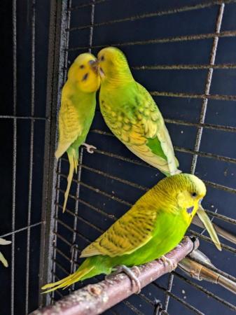Image 5 of Beautiful Budgies and cages for sale