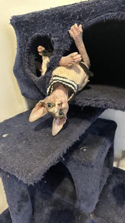 Image 4 of Beautiful Tabby Pure Canadian Sphynx Girl ????