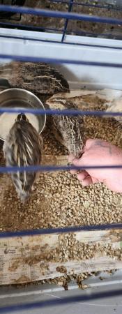 Image 1 of 7 week old xl Japanese painted quails FREE