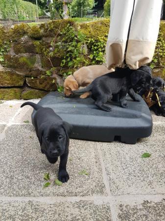 Image 3 of EXCELLENT KC Registered Labrador puppies