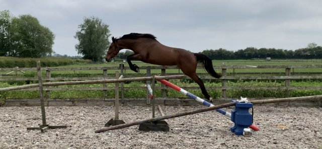 Preview of the first image of 3 year old warmblood mare - show jump breeding.