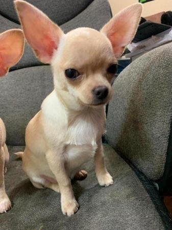 Image 3 of adorable chihuahua puppy for sale