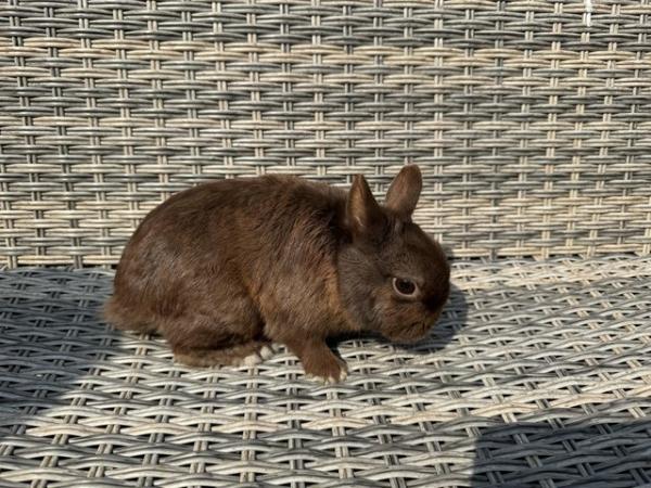 Image 6 of Gorgeous Netherland Dwarf Buck for sale