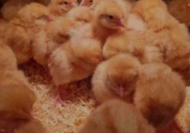 Preview of the first image of Hybrid Warren sexed chicks, female brown egg laying hens.