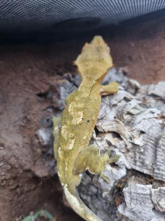 Image 4 of Dalmation Crested Gecko