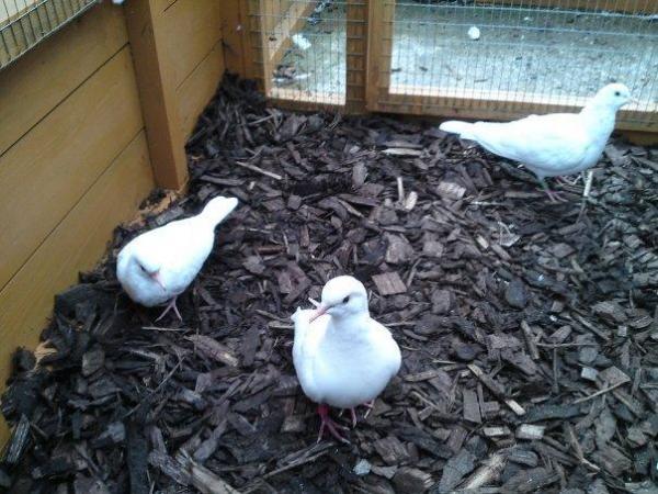 Image 2 of Young White Java Doves - Born last summer
