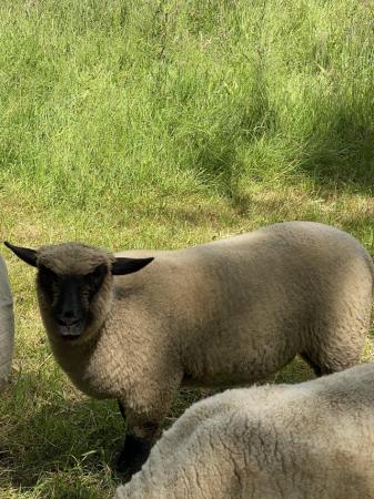 Image 3 of Shropshire ewe lambs and shearling.