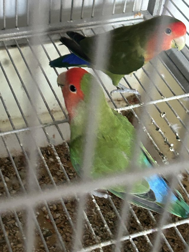 Love birds with bird case — photo 3 of 4