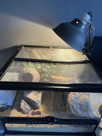 Image 2 of Leopard gecko for sale and exp terra