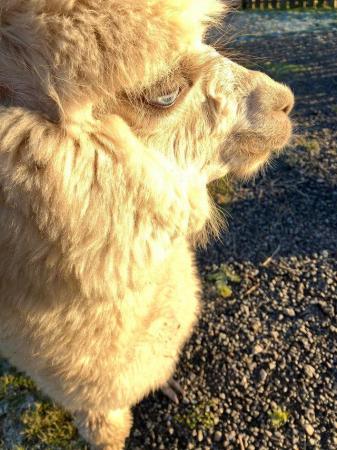 Image 3 of White alpaca weanling male 6months