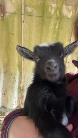 Image 6 of Miniature Pygmy goats looking for forever homes