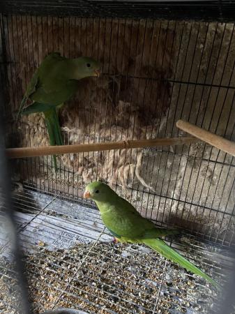 Image 5 of Young 2024 bred barraband parakeets available