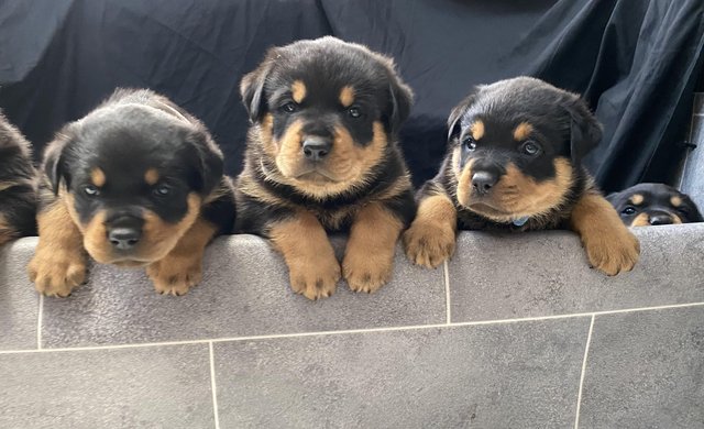 Rotterman puppies for sale hot sale 2018