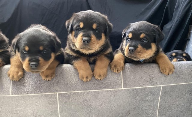 Image 21 of KC registered Rottweiler puppies ready to leave