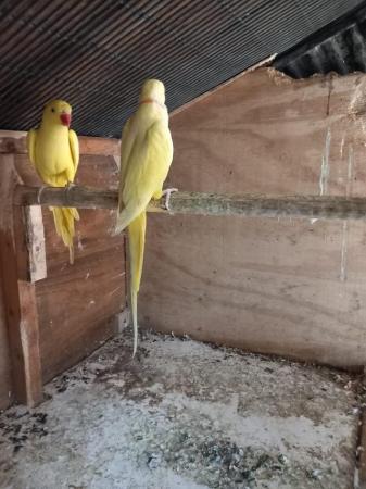 Image 1 of Ringneck Lutino pair for sale