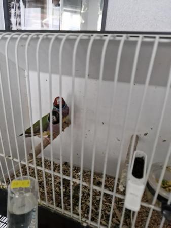 Image 4 of Pair gouldian finches forsale