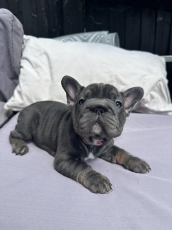 Image 4 of BIG ROPE FRENCH BULLDOGS