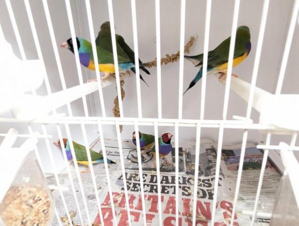 Image 1 of Gouldian Finch available for sale....