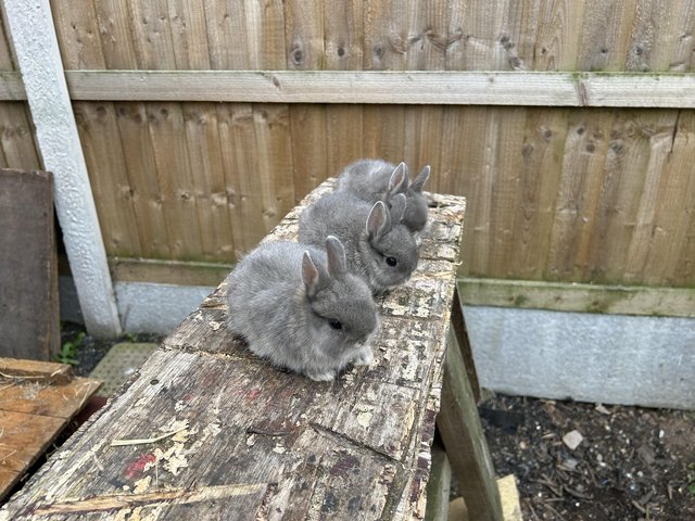 Preview of the first image of Netherland dwarfs for sale.