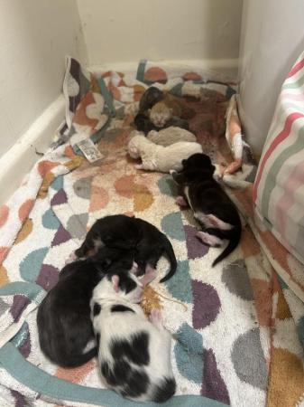 Image 6 of Gorgeous kittens for sale