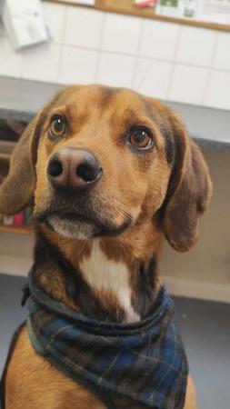 Image 2 of 2 year old beagle looking for a new home