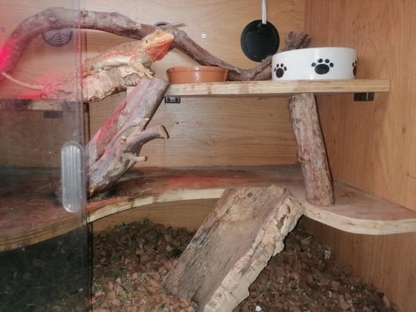 Image 3 of Orange female bearded dragon and complete set up for salr