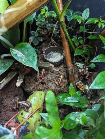 Image 3 of Poison dart frog tadpole (Santa Isabel)