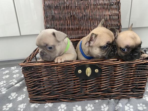 Image 3 of KC Registered French Bulldog Puppies