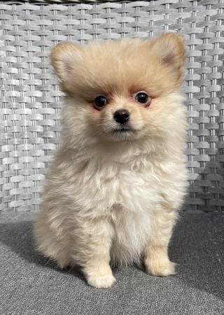 Image 4 of Pomeranian Puppies Ready now only 2  Boys