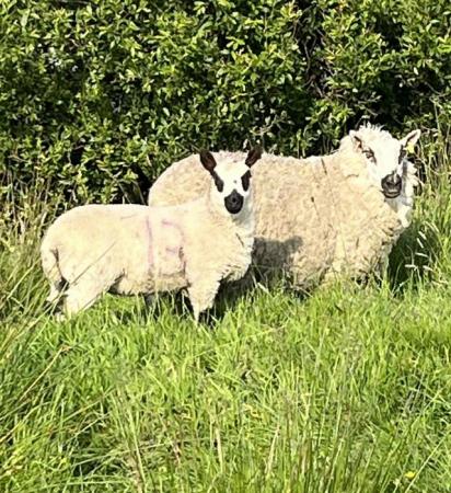 Image 1 of Kerry sheep and lambs at foot