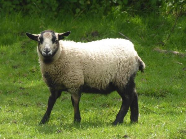 Image 8 of Pet/fibre lambs, mixed breeds