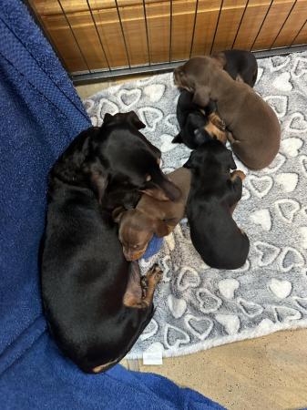 Image 3 of Kc registered mini dachshund puppies (Ready to go)