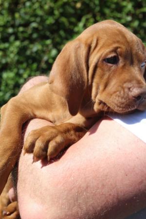 Image 3 of *READY TO LEAVE* KC Registered Hungarian Vizsla Puppies