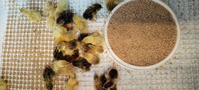 Image 3 of Chinese painted quail chicks