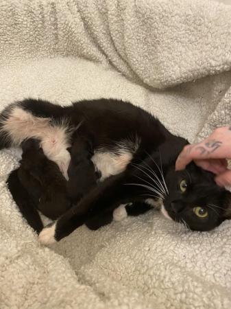 Image 1 of 9 weeks old kittens all black
