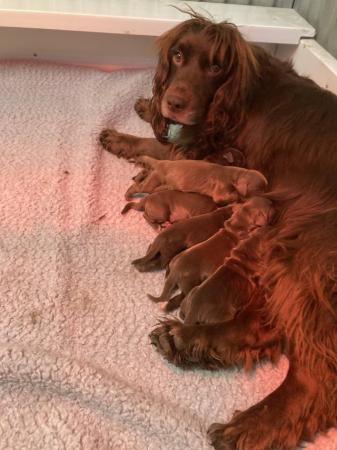 Image 1 of Cocker spaniels pups ready now