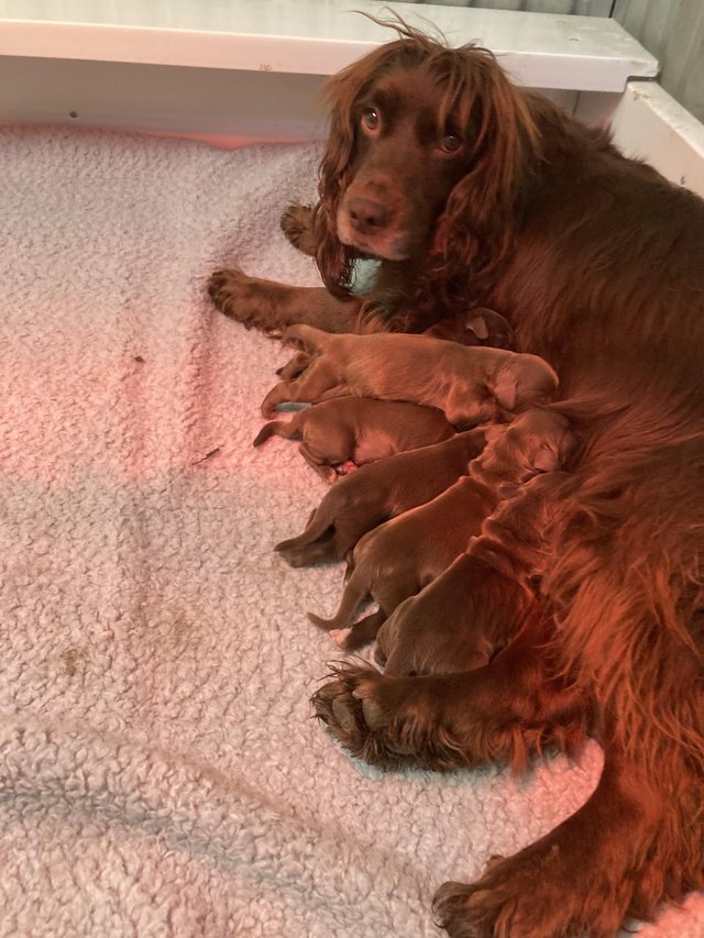 Preview of the first image of Cocker spaniels pups ready now.