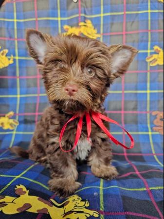 Image 6 of Colourful Yorkshire Terrier puppies for sale
