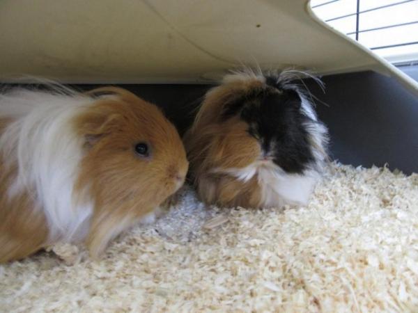Image 12 of 2 male long haired guinea pigs looking for a new home