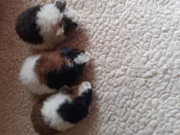Image 12 of BEAUTIFUL BABY BOYS AND GIRL GUINEA PIGS