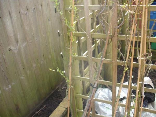 Image 2 of Young Curly Willow trees (twist as they grow) 5 ft tall