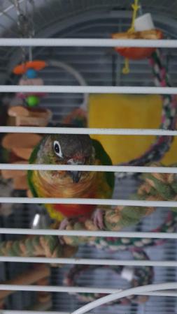 Image 2 of CONURE FOR SALE 200 nearest offer