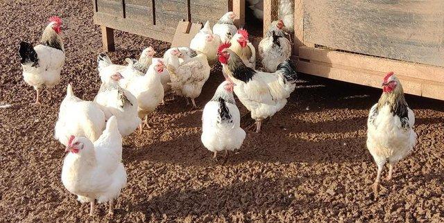 Image 2 of Point of Lay Commercial Hens for Sale