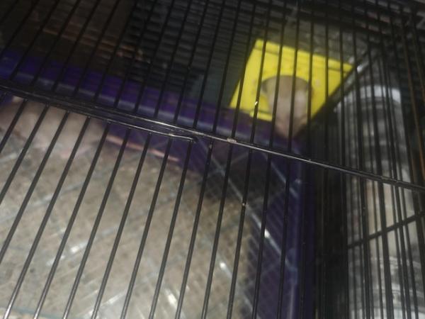 Image 3 of Dumbo rats males and female