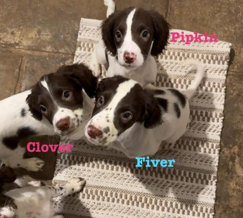 Image 1 of READY NOW Fabulous English springer puppies