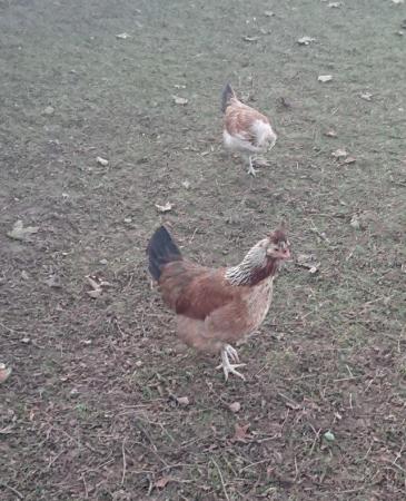 Image 3 of Shetland cockerel and three laying hens