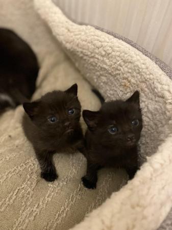 Image 4 of 9 weeks old kittens all black