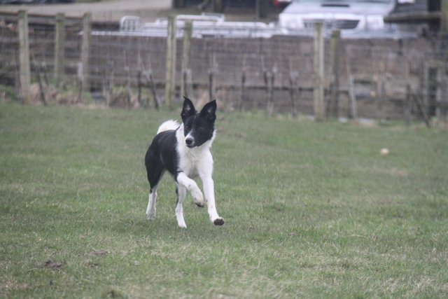 Image 4 of 11 months old border collie bitch looking for a sweet family